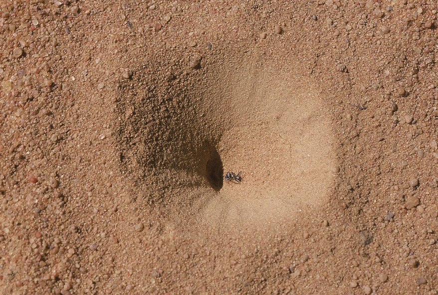 myrmeleontidae-larval-pit