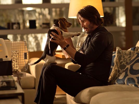 635494961822000008-BEAGLE-JOHN-WICK-MOV-JY-3400--68084492